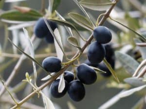 Harvesting of Olives
