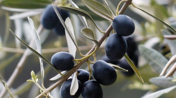 Harvesting Of Olives